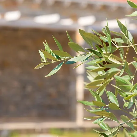 Lejlighed Olive Land Limenaria (Thasos)
