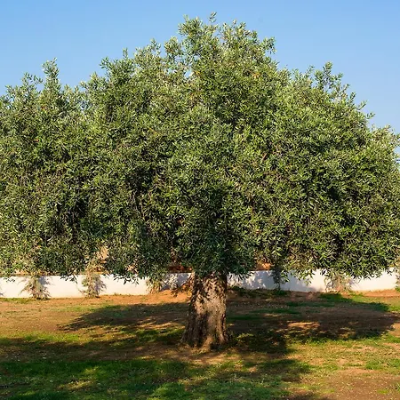 Olive Land * Limenaria (Thasos)