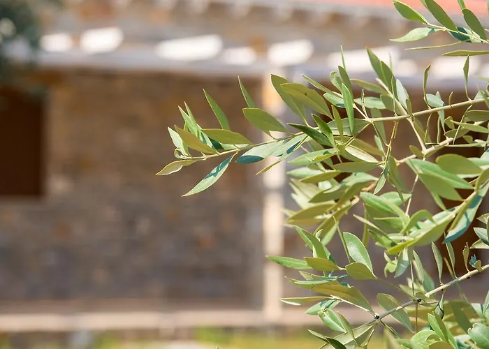 Lägenhet Olive Land Limenaria (Thasos)