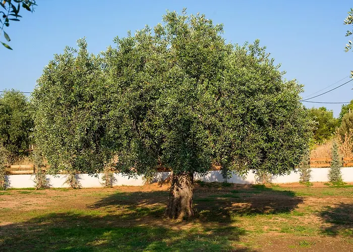 Olive Land * Limenaria (Thasos)